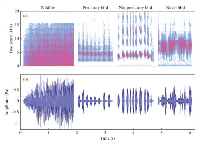 AnimBehSociety's tweet photo. "Lizards' response to the sound of fire is modified by fire history"
"Fence lizards that survived the fire (in burned plots) were more responsive to the sound of fire than those in adjacent unburned plots."
By Lola Álvarez-Ruiz et al
#fireadaptation
https://t.co/F6dl84vFIZ https://t.co/uCtvC4w4tc