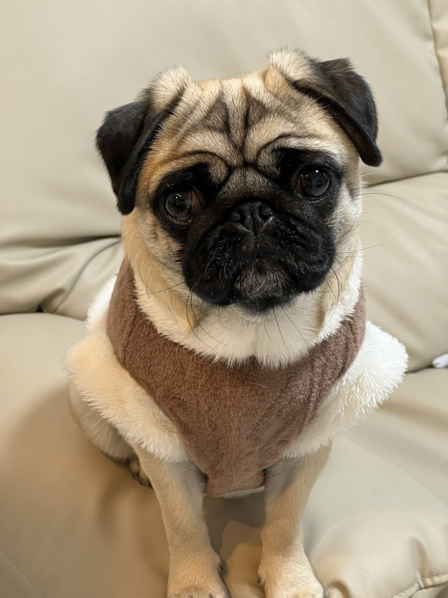 パグちゃん パグのグーちゃん (@Pug_Gu) / Posts / X