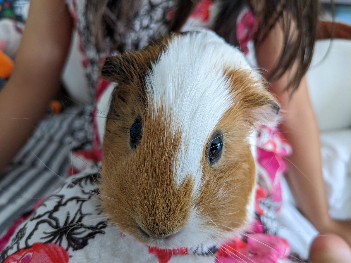 Humoschannel's tweet image. Hello everyone🐾😊
From Marron the guinea pig

#guineapig #pet #モルモット #小動物 #癒やし
