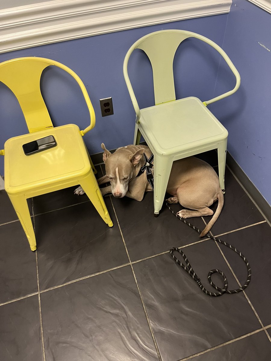 There’s something especially adorable about a 70lbs pitbull, who could otherwise snarl, growl, or even bite, attempt to evade the vet by *very unsuccessfully* hiding under these chairs.