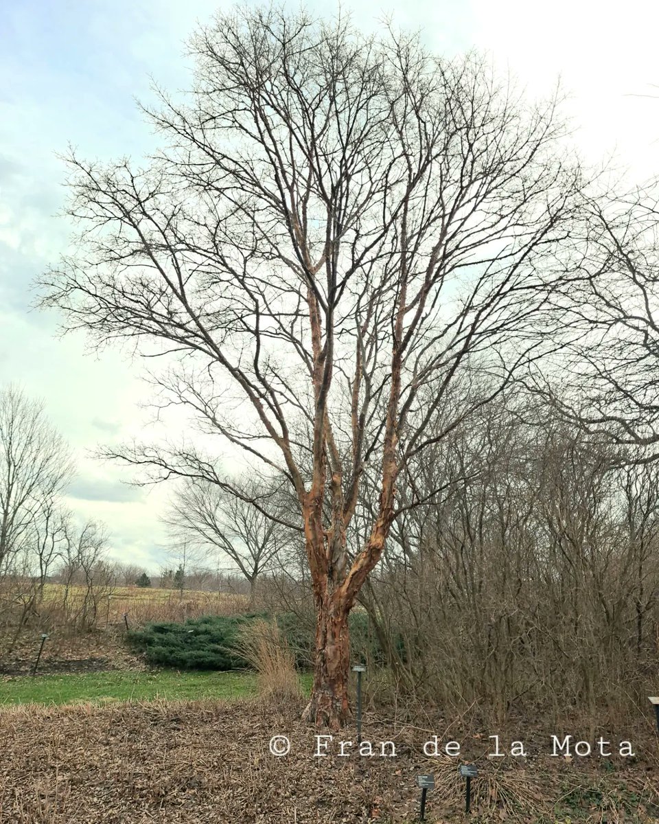 The Maple Society tweet media