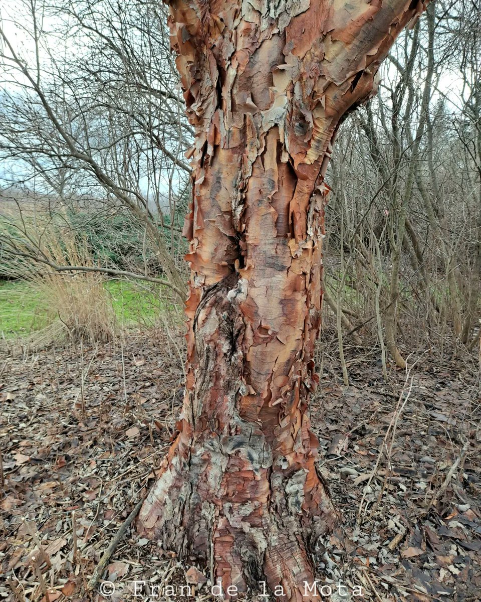 The Maple Society tweet media