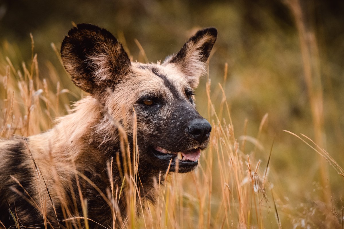 An African Wild Dog (Painted Wolf) on the prowl in the Kruger National Park. 
#africanwilddog #paintedwolf #Africansafari #Safari #wildlifephotography