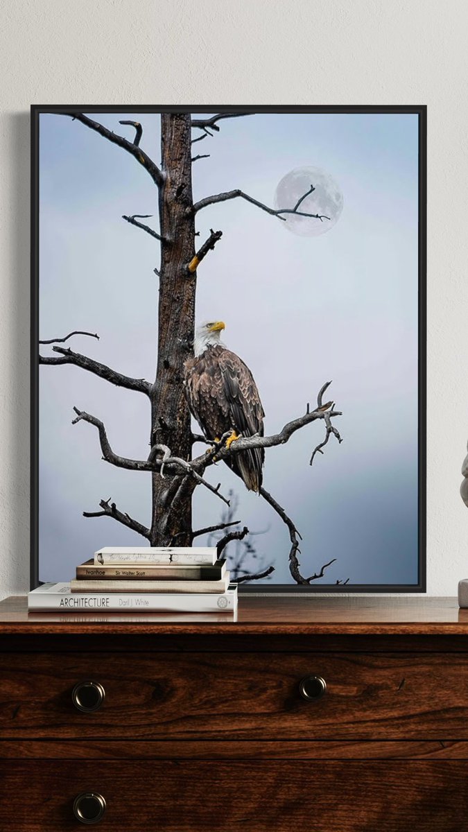 EarthAllegiance's tweet photo. Eagle and the moon. #eagles #baldeagle #birds #birdsofprey #wildlife #nature #moon #lunar https://t.co/b1APJ3PhBk