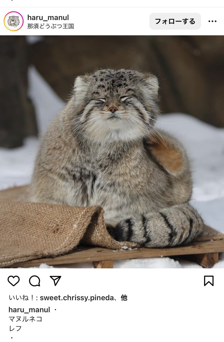 あちゃ🐈⬛