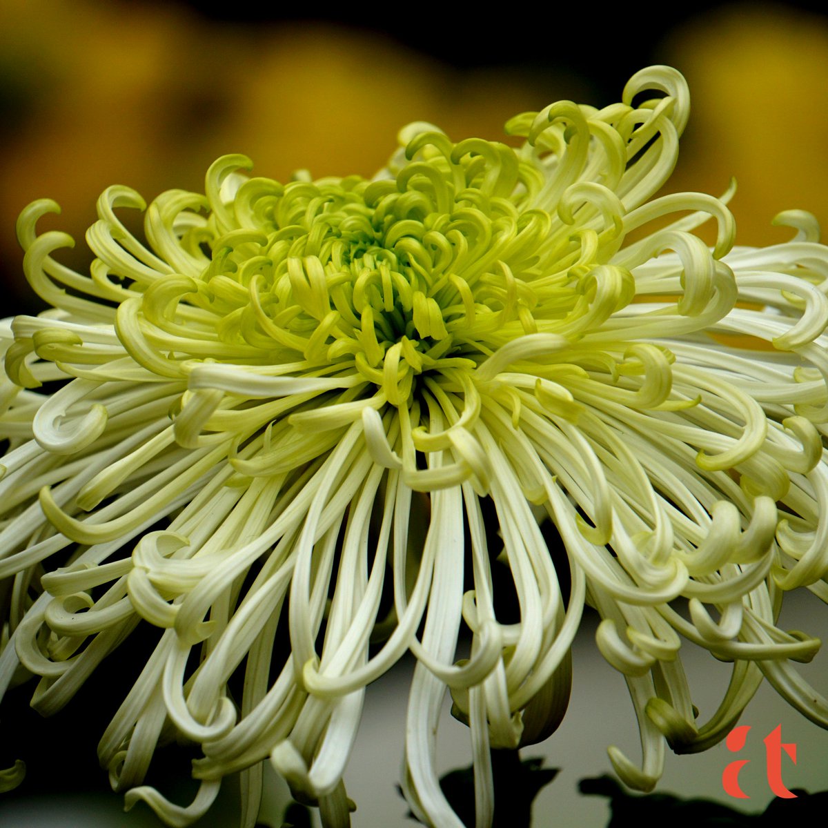 @Yaacov97531 White Spider Chrysanthemum

#Flowers
#MacroHour
#FlowerMacro
#FridayMotivation
#flowersonfriday
#NaturePhotography #PhotographyIsArt
#photography
#photographylovers
#AravindTarugu