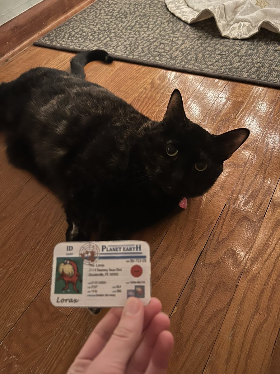 elenamichel06's tweet photo. this is my cat tilly! she is a k-strategist meaning she has fewer offspring that she takes care of and nurtures just like all other cats. #apesecology @franklinlorax https://t.co/W7eFclb4JD