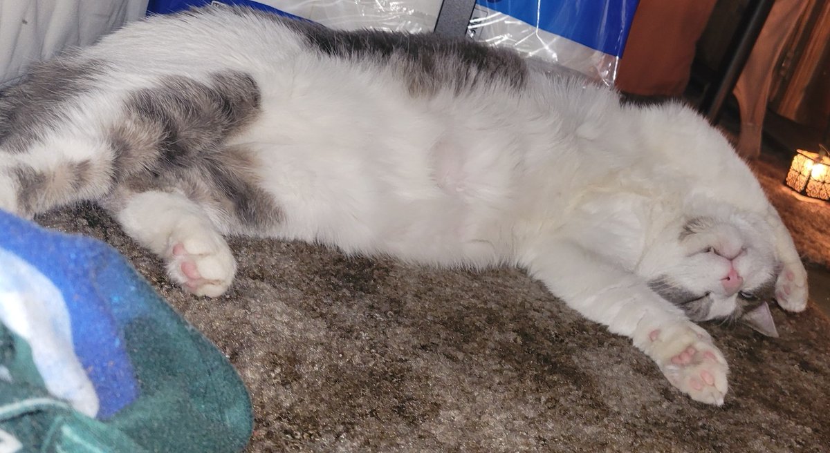 VictoriaBatezel's tweet image. I Mean... What a Life🤍😺 Chap Loves To Lay Under The Bed Near The Heater. #CatsOnTwitter #catlife #SpoiledCat #WinterNights #catlover #MyCat 🤍🖤