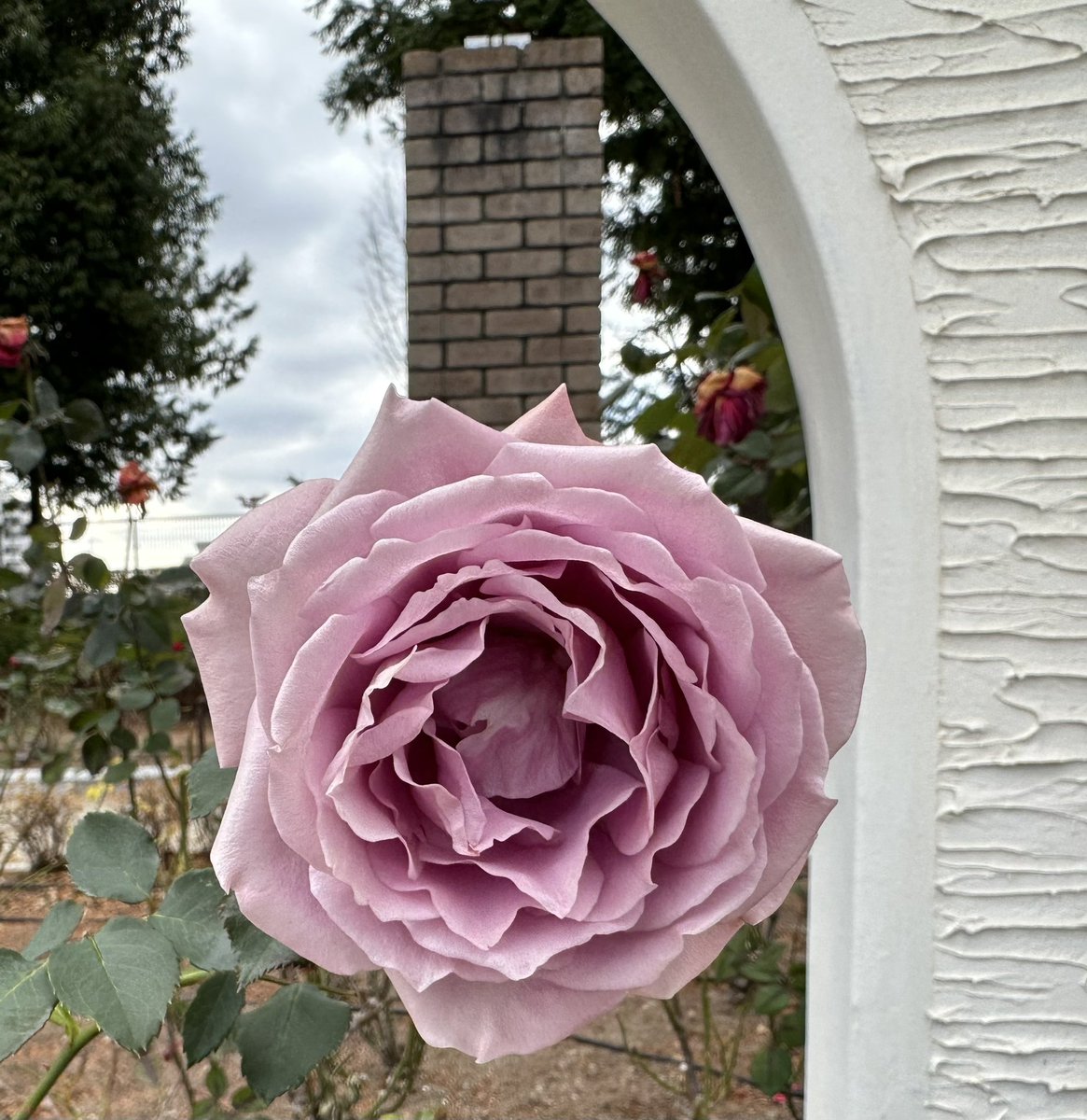 iwa1122rose's tweet photo. 薔薇は「藤娘(ふじむすめ)」🌹
( Rose Fujimusume )

素敵な午後を🌹🍀🍃
Have a good afternoon ♪
#Fujimusume https://t.co/TJVrL7avLd