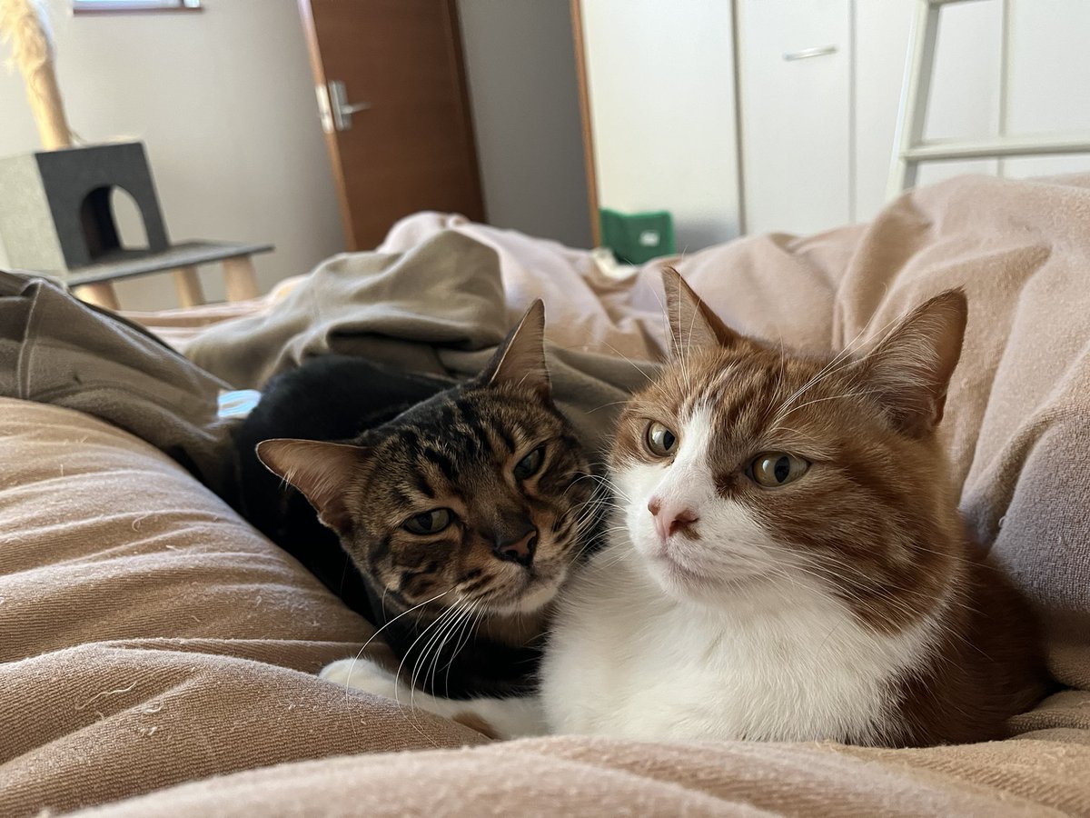 朝起きると家族集まってる幸せ😆
何気ない日々の中にある幸せに気づけることって大切。

 #猫  #猫がいる幸せ 
 #猫のいる生活  
 #猫好きさんと繋がりたい