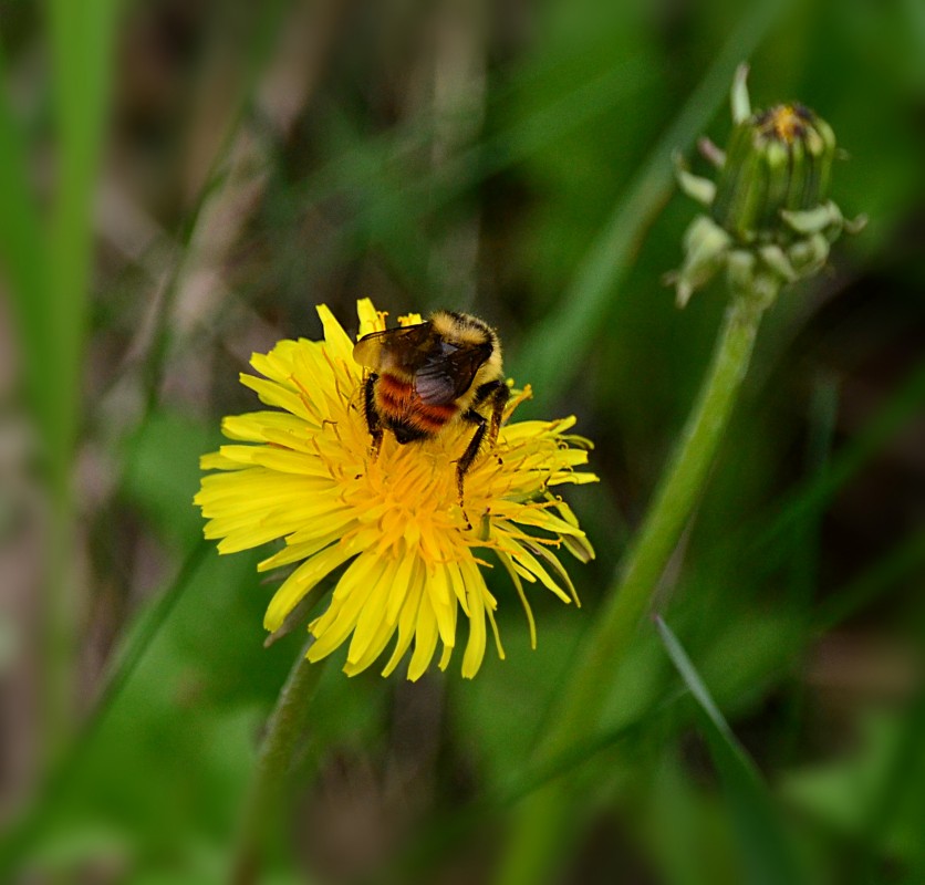 urbanehillbilly's tweet photo. #ThrowbackThursday meets #InsectThursday in these shots from early #June #bumblebee on #dandelion #pollinators #ABBees #Alberta #nature https://t.co/LKpCOVEZKE