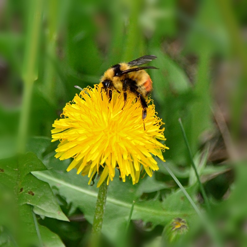 urbanehillbilly's tweet photo. #ThrowbackThursday meets #InsectThursday in these shots from early #June #bumblebee on #dandelion #pollinators #ABBees #Alberta #nature https://t.co/LKpCOVEZKE