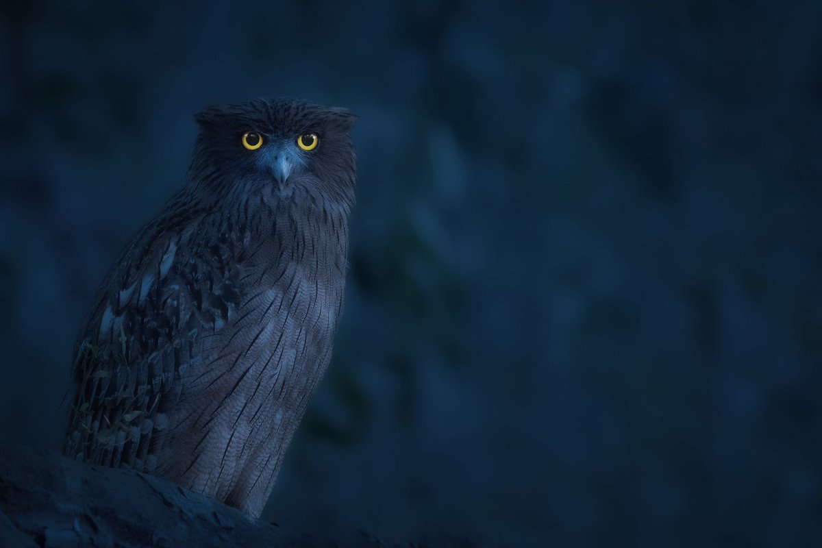 Dr. Brijesh Makadia tweet media