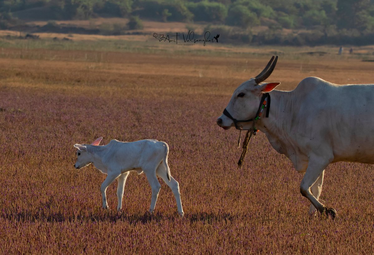 While clicking Amur got this Mother-Calf frame #cattle #farm #cow #cows #farmlife #farming #cowsofinstagram #livestock #agriculture #calf #ranch #ranchlife #calves  #animals  #cowboy #agro #milk  #farmer  #nature #angus  #ganado #ganaderia #photography #motherlove @IndiAves