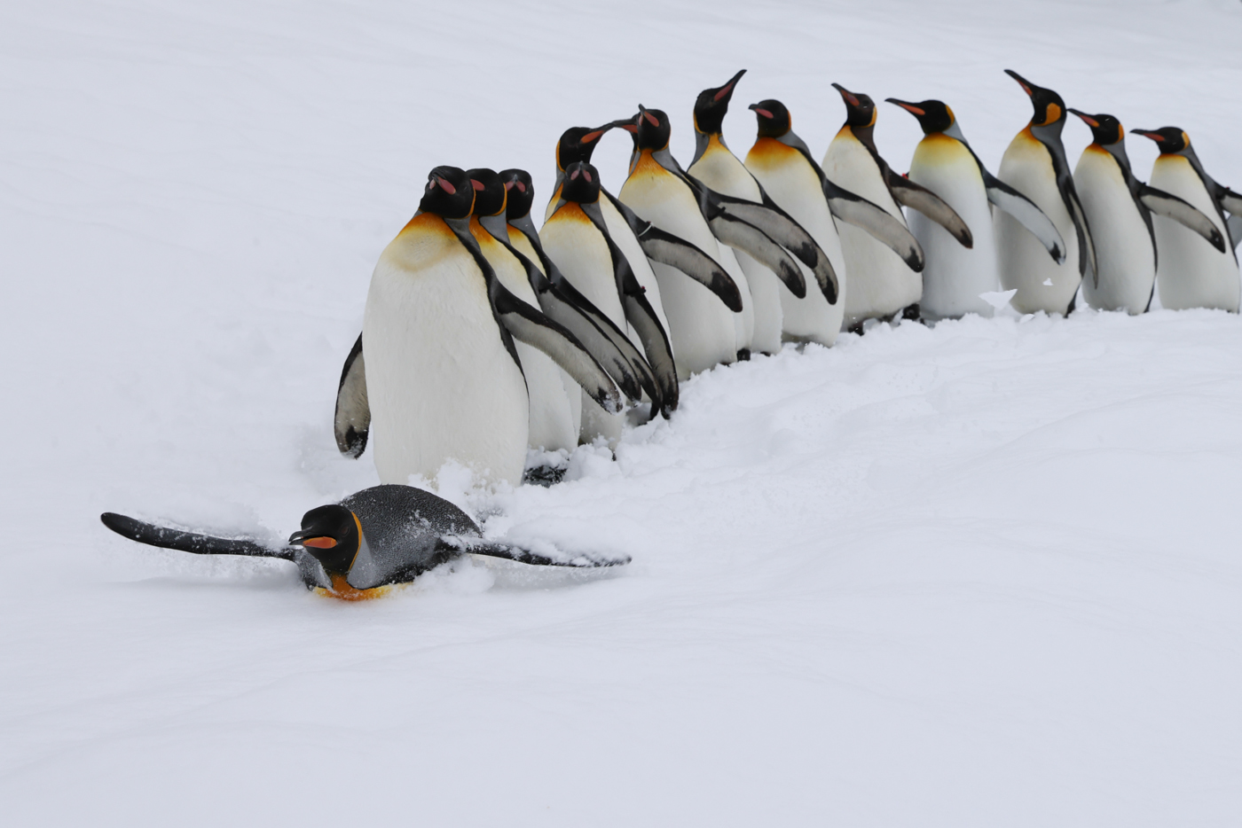 Live Zoo In あさひやま ペンギンのお散歩 先頭のキングペンギンが綺麗なトボガン 氷上をお腹で滑ること を披露してくれました By Kwi Photo By Sakurai Livezooinasahiyama 旭山動物園 キングペンギン T Co Az3elhtjfn Twitter