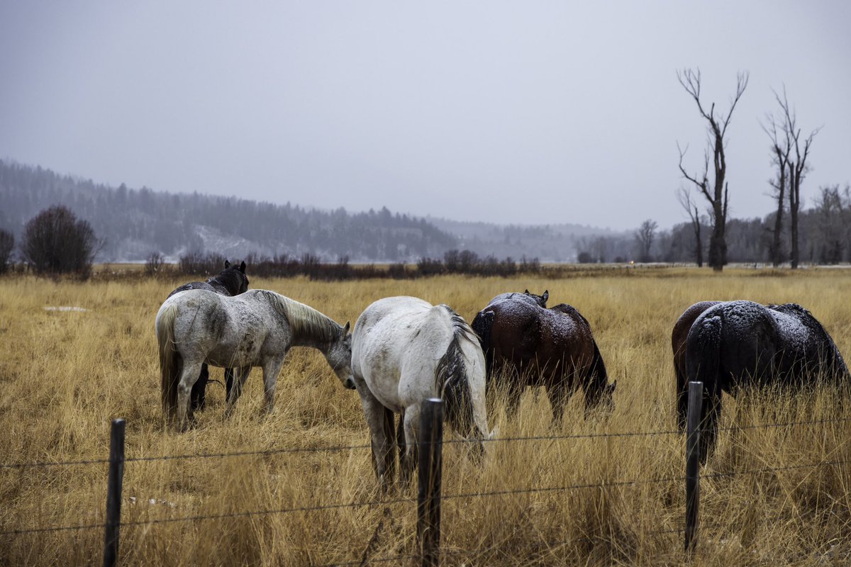 wrgoodie's tweet photo. Ranch Horses https://t.co/cyDuNV8Hsx