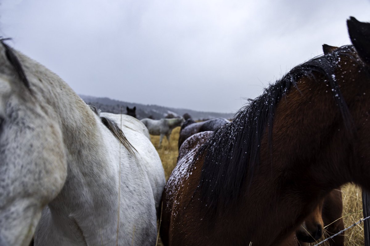 wrgoodie's tweet photo. Ranch Horses https://t.co/cyDuNV8Hsx