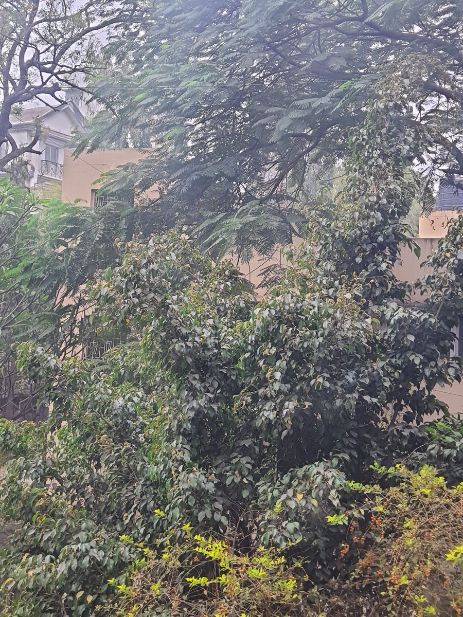 Zee42826358's tweet photo. @PMCPune @CPPuneCity @PuneCityPolice 
 is it legal for soc members to take over common area &amp; plant trees close to the building? They refuse to trim it-it blocks off sunlight,view &amp; reaches the balcony of people living on the lower floor they are unaffected living  higher up(1/2) https://t.co/wByUhwkKQK