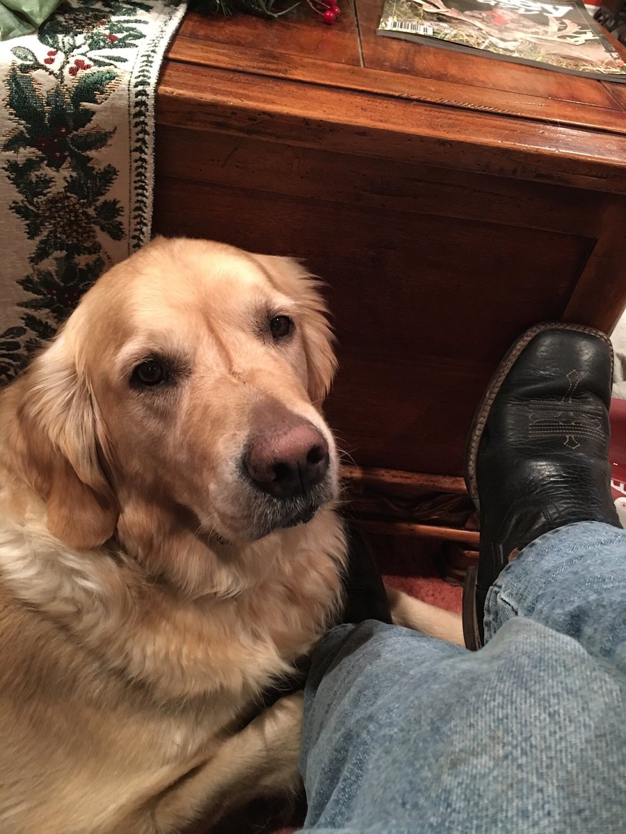 CassLochhead's tweet photo. I’m gonna miss you bud 🥺 #hunter #hunterman 😢 https://t.co/2ZPA6F0GIh