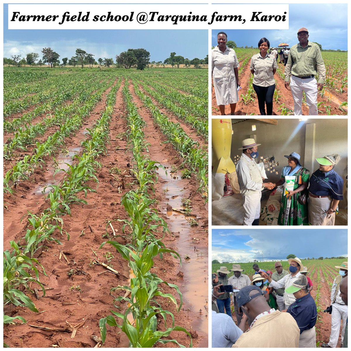 Wendy Matashu Madzura on Twitter "At Tarquinia farm, Karoi, Hurungwe