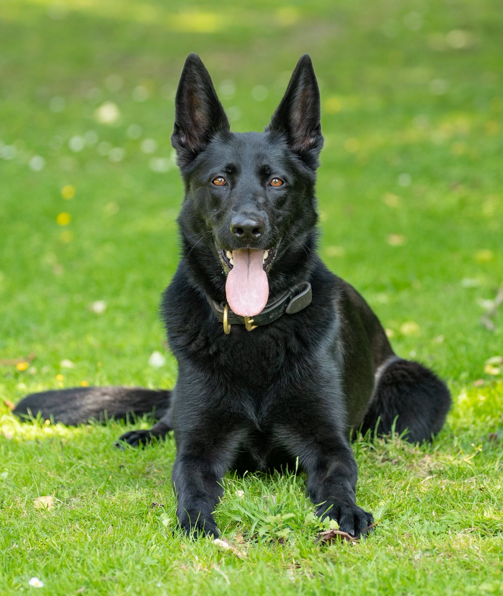 CAD 05-1243 - PD ELSA was called to a report of a High Risk missing elderly person. The individual had been missing for an hour and a half before PD ELSA was able to find a track and take her handler in to a local woods, where the individual was found safe and well #NotJustCrime