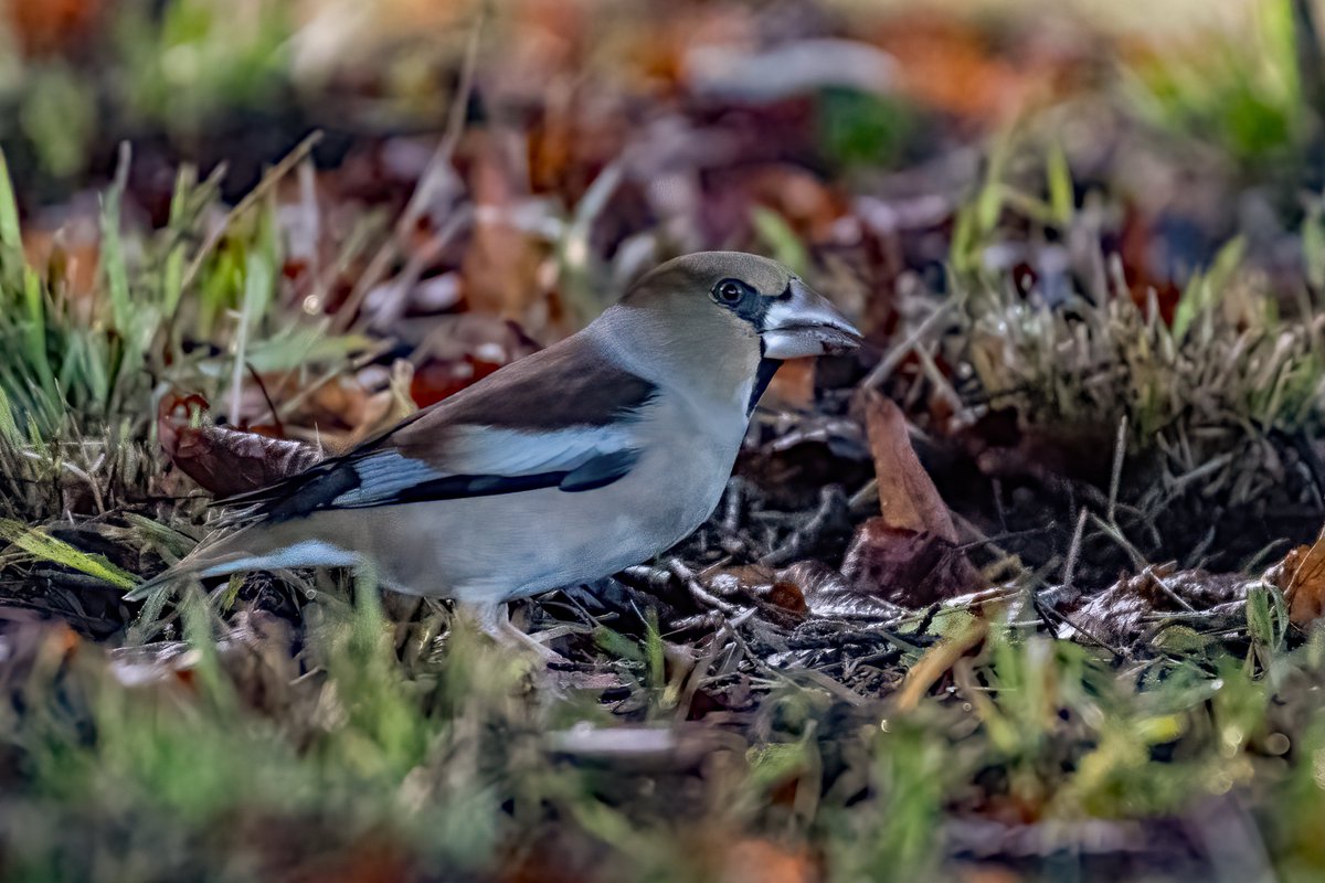 david butcher tweet media