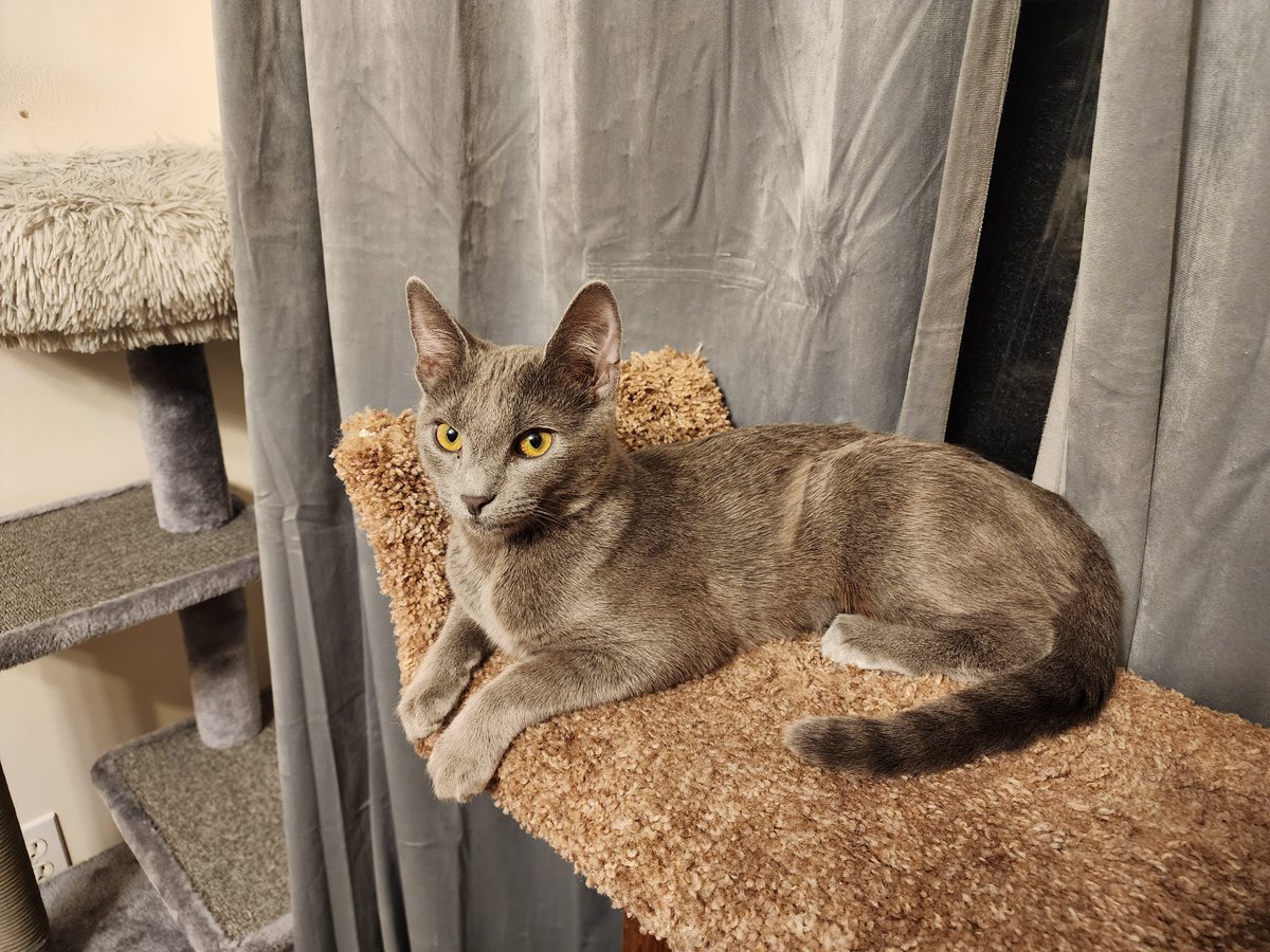 Swap_Shoppe's tweet image. Been awhile since I&apos;ve gotten on here and shown off the (not so little anymore) kittens! They will be 6 months on the 10th!