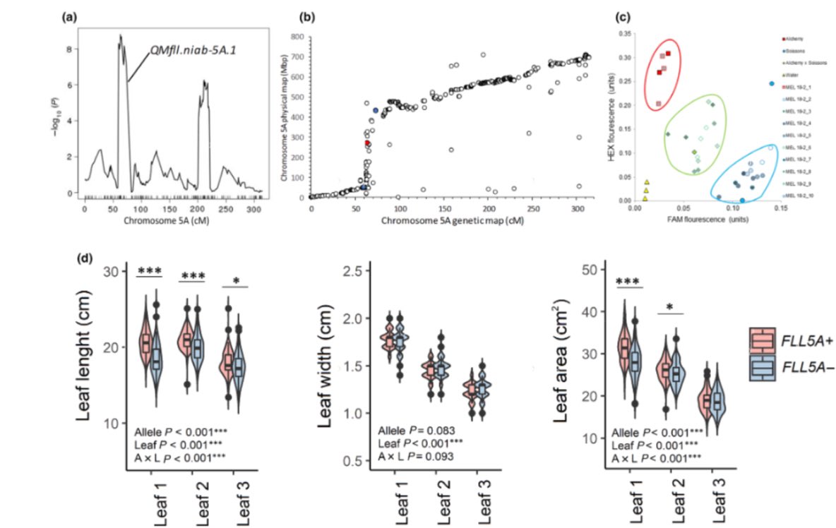 The genetics of wheat flag leaf size - a locus on chr 5A in UK wheat controls longer leaves predominantly via longer epidermal cells, which comes with larger, but less dense, stomata. Published in <a href="/NewPhyt/">New Phytologist</a> congrats to <a href="/Camila03789994/">Camila Zanella</a> and all 🪴 doi.org/10.1111/nph.18…
