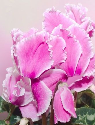 ’
  🌸白いフリルが

                かわいいね🌸

#シクラメン