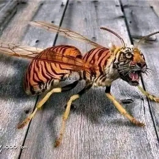 भेडा