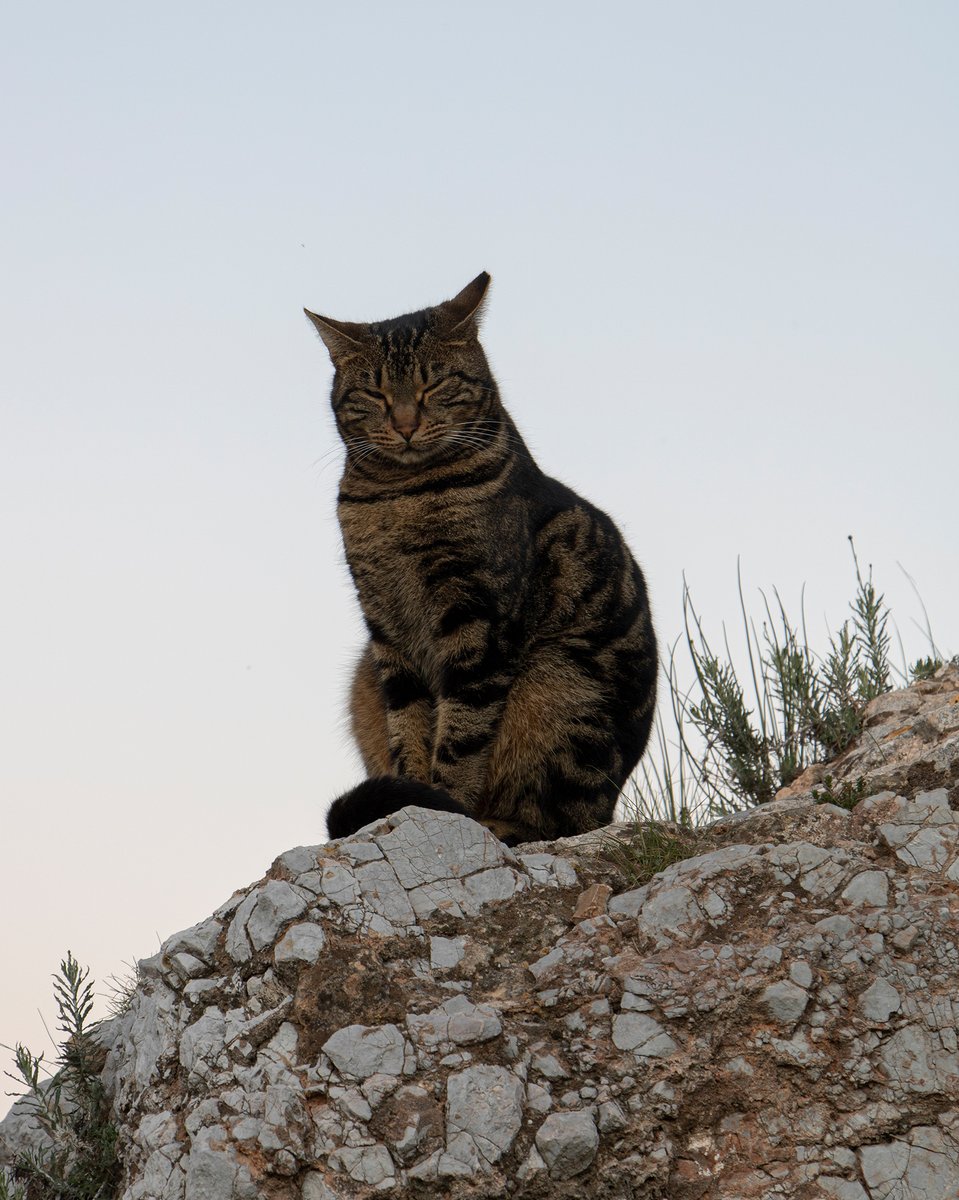 timagoofy's tweet photo. афинских котиков не хотите? https://t.co/KM0UlJmUcz