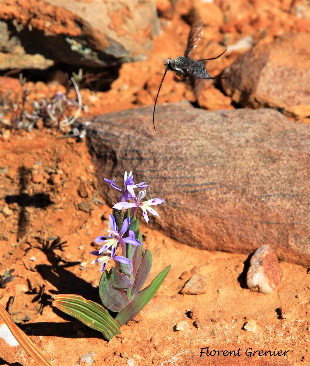 Genevieve Theron tweet media