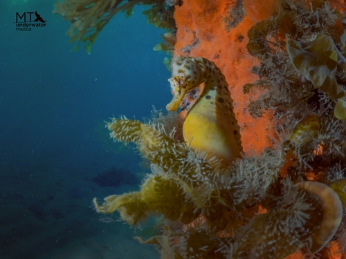 ⭐Happy New Year⭐

Let's start the year off by admiring some splendid #sygnathids, shall we? 

#Seahorses & their relatives are found all over the world.  Here is a gorgeous big belly seahorse, commonly found in Australia & New Zealand.

📸#iSeahorse user testomi on @iNaturalist