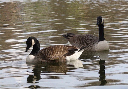 CMHR_News's tweet photo. Today is National Bird Day! How can we learn from birds? We are honoured to share teachings from Marilyn Dykstra – Yellow Butterfly Woman and Indigenous Cultural Liaison at the Museum – on how Canadian Geese connect to the Seven Sacred Teachings. https://t.co/afgmmG92DQ