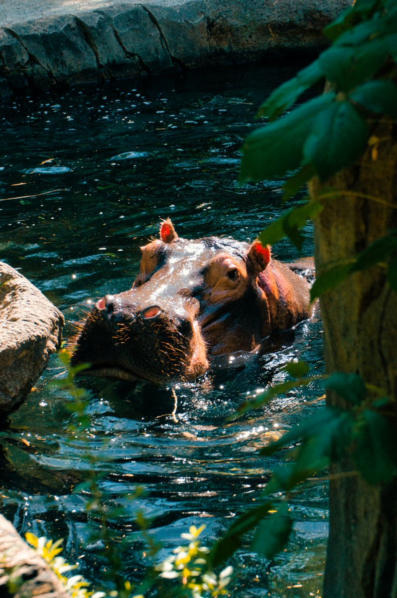 It's the weekend 😉

#babyhippo #africananimals #wild #africanwildlife #wildlifephotographer #photooftheday #travel #animallovers #naturelovers