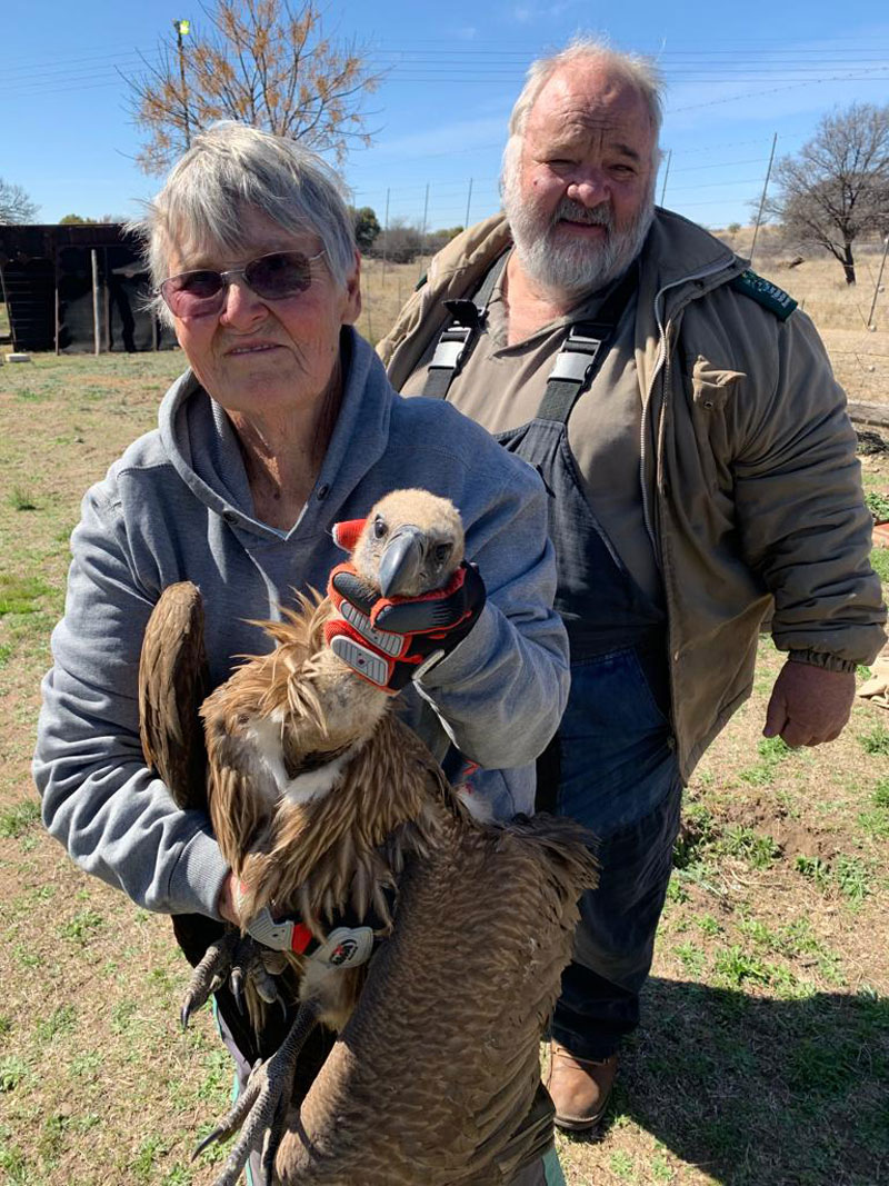 jesslohm's tweet photo. Who are the #WildlifeWarriors of 2022? Those amazing humans who help save wildlife?

Thank you @GreenandBlueUK, Chinedu Mogbo + @WeLoveVultures

Read full article: https://t.co/AwnfGQEx8F

#respectallanimals #savewildlife #AnimalHeroes #pangolins #vultures #pollinators https://t.co/bSjYukWxtS