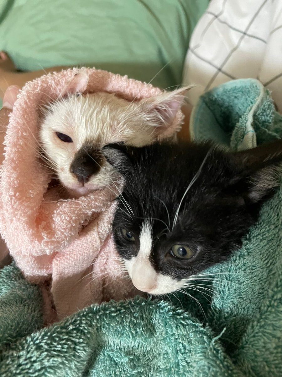 siti_nanabilah's tweet photo. FREE kittens for adoption! 

These kittens are so cute but they need a new home 🥹 we would like to look for a new owner that can take both kittens cuz they are inseparable :( 

- 2 female kittens
- 2 months old
- very manja &amp; playful
- litter trained

Area: KL/Selangor
#AdoptMe https://t.co/pi2osQUmY0