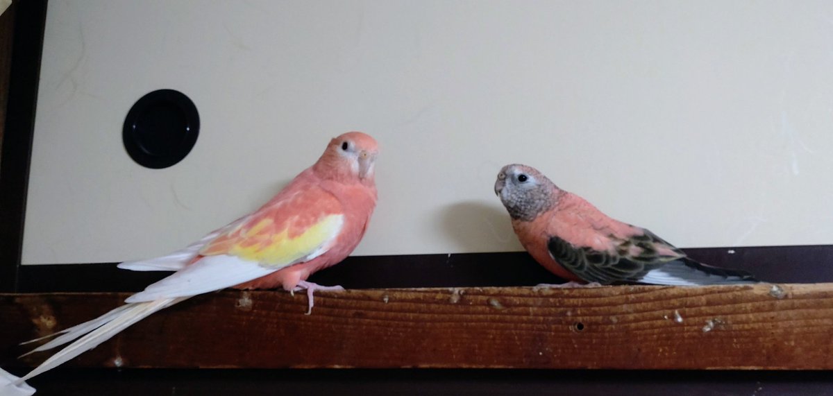 sanchan_house's tweet photo. 2023年1月6日(金)、アキクサインコのブリーダーとして開業です！

小規模ですが元気で可愛いアキクサインコを育て繁殖します。
まずはルビノーとローズ、ゆくゆくは他のカラーにも挑戦したいです。
可愛がってくださる方に家族の一員としてお迎えしていただきたいです。
よろしくお願いいたします。 https://t.co/igULiKZfxB