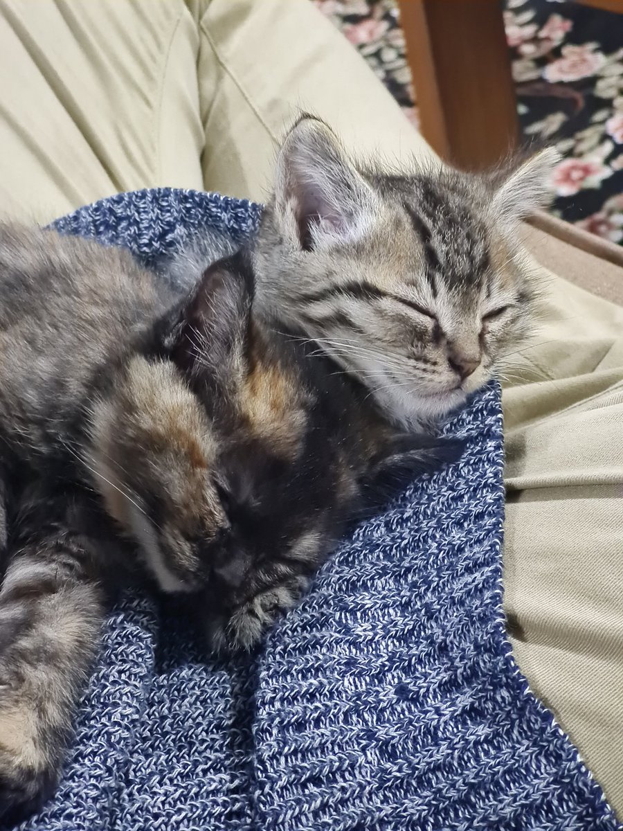 ceaseium's tweet photo. hi. i'm putting these babies up for adoption. they're around 40 days old and v cute and v cuddly. if anyone in pindi would like to take care of them pls rt and dm me <3 https://t.co/uQ6RJWKb7s