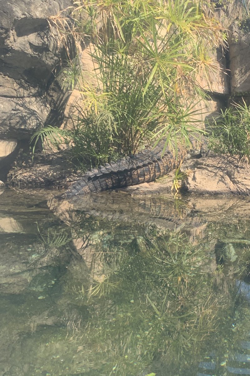 Pui Pui the salt water crocodile was feeling shy