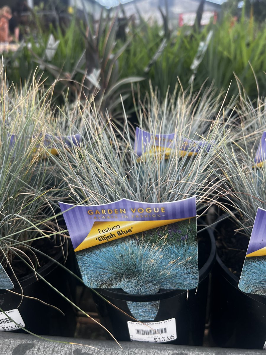 SarahSpacecake's tweet photo. @cher hello beautiful hope your doing ok? ❤️❤️ I saw this plant 🌱 at the nursery and I think have to get some!! CHECK OUT THE NAME!!! I was very excited 😊😅 what do you think?! https://t.co/YtJa0A0FBw
