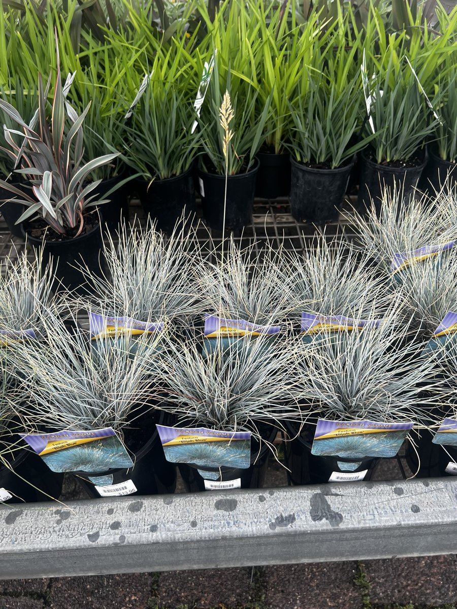 SarahSpacecake's tweet photo. @cher hello beautiful hope your doing ok? ❤️❤️ I saw this plant 🌱 at the nursery and I think have to get some!! CHECK OUT THE NAME!!! I was very excited 😊😅 what do you think?! https://t.co/YtJa0A0FBw
