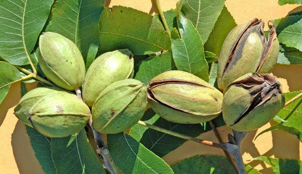 Tsogang3's tweet photo. Let me let you in a secret. Plant pecan trees!! Don't ask why: Just do it! You will thank me later. https://t.co/m84lWkOdmv