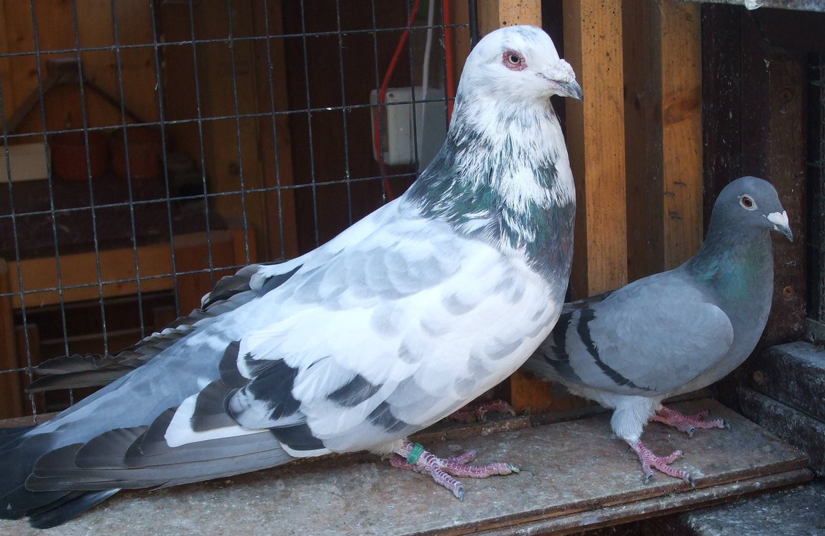 Lynnncess's tweet photo. @fuckyouiquit There’s a breed of pidgin larger than chickens. The giant runt.
I’ve seen some in person and they are about the size (if not bigger) than a cat… https://t.co/HL8IJxcf35