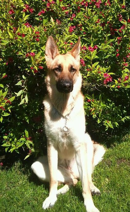 sleepisatease's tweet photo. Mourning the loss of a beautiful soul. Honoured to have known such a majestic being for just shy of 13 years. The endless memories of sweet moments and silliness will be cherished forever. Rest now, graceful princess. You will be missed. https://t.co/D5QaQclmRF