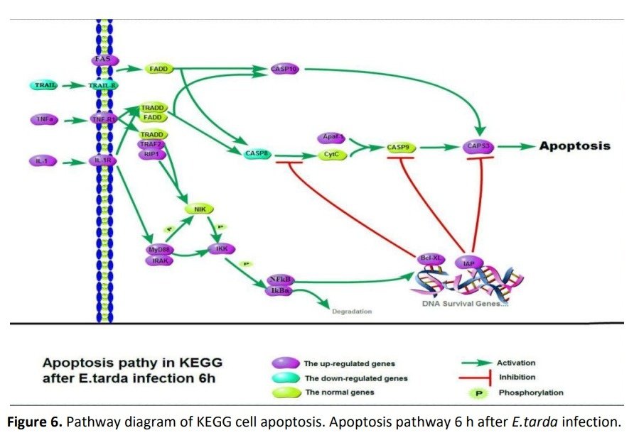 Turk. J. of Fish. & Aquat. Sci. tweet media