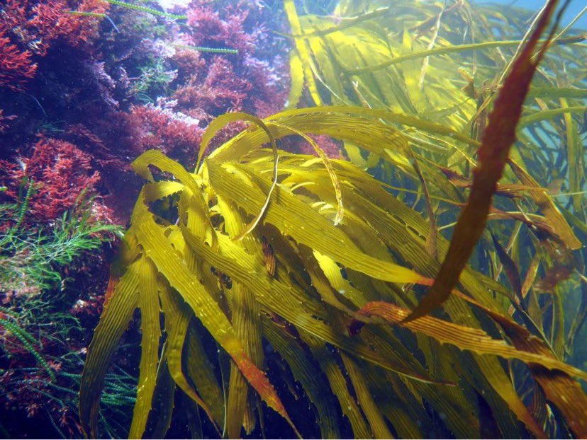 Cody_James2312's tweet image. Excited to be presenting my research at the upcoming #ITRS2023 shedding some light on the understudied endemic Tasmanian kelp Lessonia corrugata #ITRS #IMAS #UTAS
