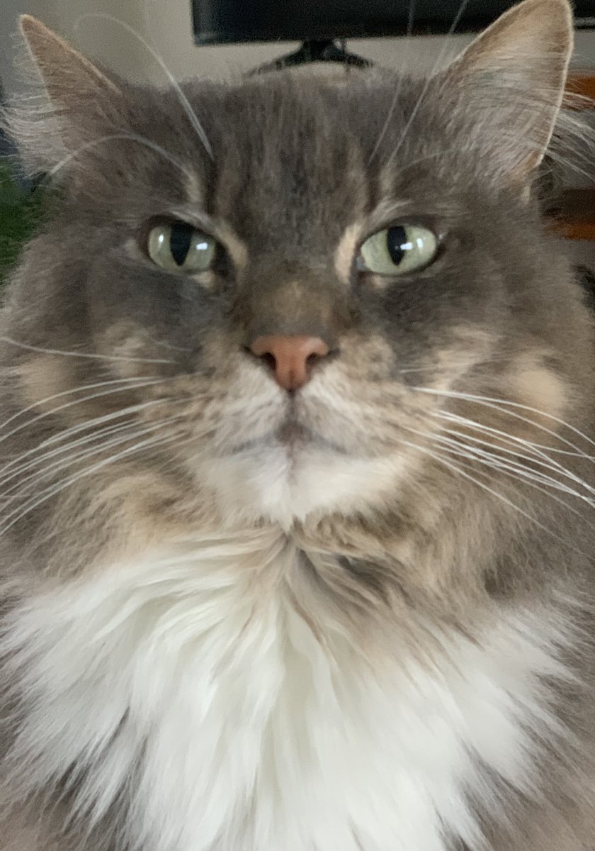 wobblybootvine's tweet photo. Fay. One magnificient #winecat https://t.co/MTcTwByhCi