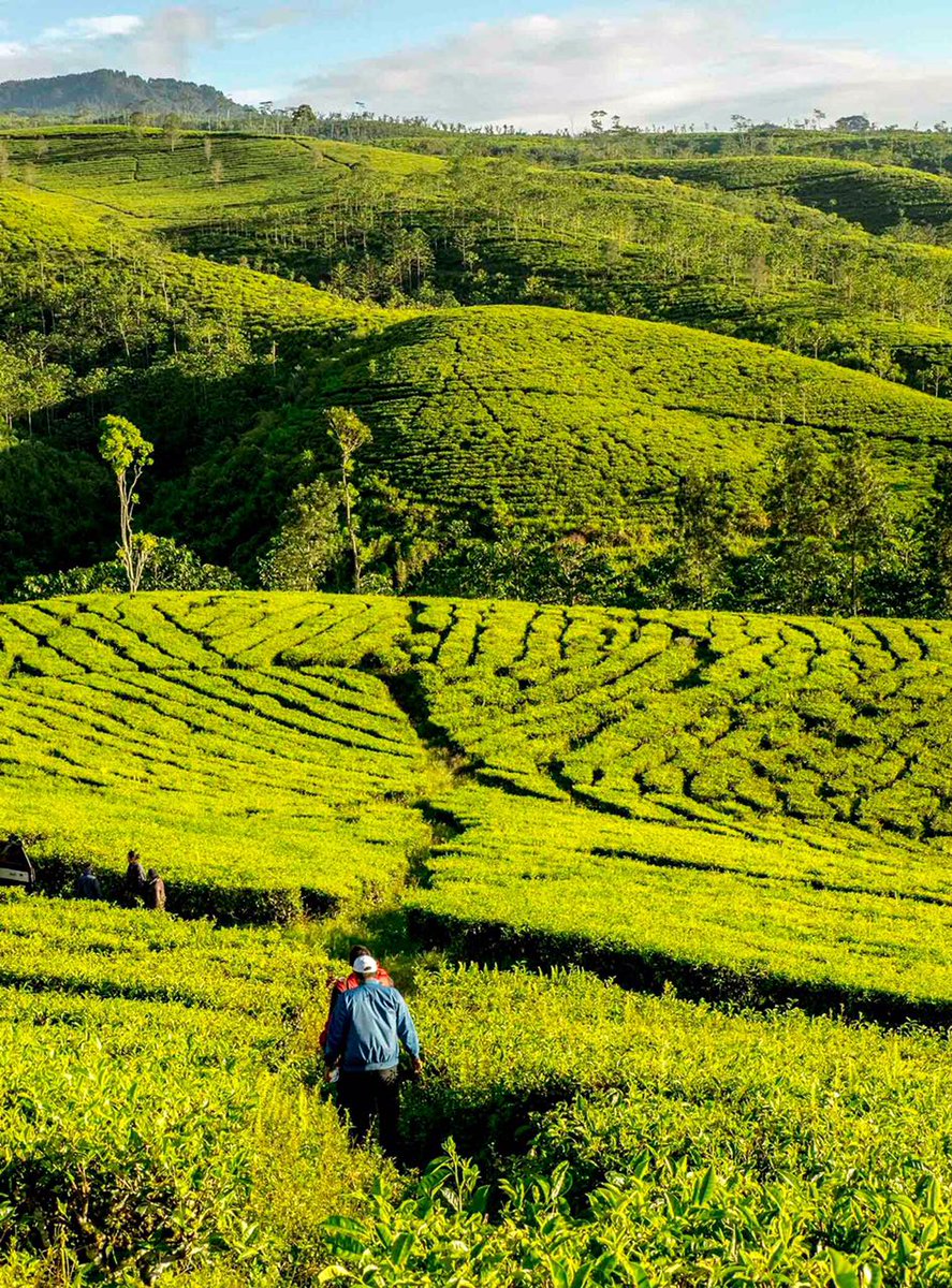 EastJavaTourism's tweet image. Kertowono tea garden in Lumajang #Eastjava #KebunTehKertowono