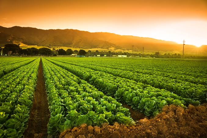 #Agriculture is the greatest and fundamentally the most important of our industries. 
- B.B. 

#foodsecurity #food #AgTwitter #blockchain #DeFi #polygon $matic #bnb #NEAR #celo #iubb #DragonsDen #CriticalRole